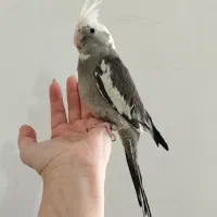 عروس هلندی سه ماهه کاملا رام