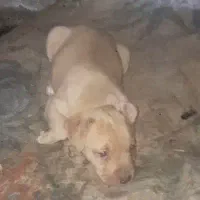 توله پیت بول