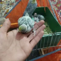 جفت مرغ عشق مولد با سه تا جوجه گم شده