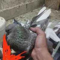 دم سفید ماده