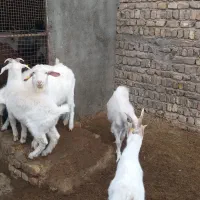 بزغاله سانن و دورگ سانن مناسب عقیقه|حیوانات مزرعه|کهک, |دیوار