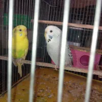 مرغ عشق مولد