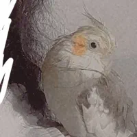 عروس هلندی گمشده|پرنده|شیراز, سعدیه شمالی|دیوار