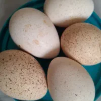 تخم نطفه دار بوقلمون