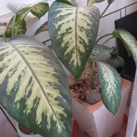 گل و گیاه|گل و گیاه طبیعی|ایذه, |دیوار