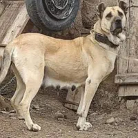 توله سگ|سگ|شیراز, نجم آباد|دیوار