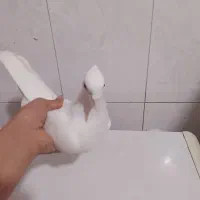 کبوتر|پرنده|خورموج, |دیوار