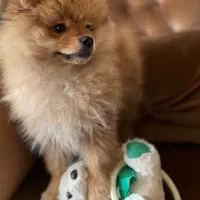 سگ پامر نر۴ماهه