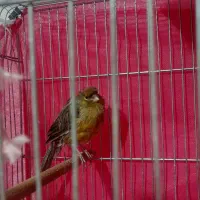 قناری ماده|پرنده|شاهین‌شهر, امیرکبیر|دیوار