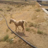 اسب|اسب و تجهیزات اسب‌سواری|شیراز, سرو|دیوار