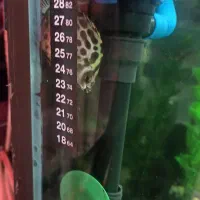 اکواریوم باماهی|ماهی|تهران, مهران|دیوار