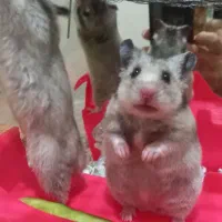 همستر دستی و بامزه ۳ تا فقط ۴۰۰|حیوانات مزرعه|زنجان, |دیوار