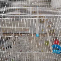 قفس  ودونه خوری