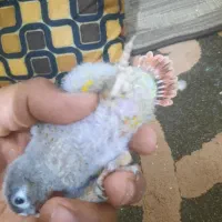 جوجه گرین|پرنده|بندر ماهشهر, |دیوار