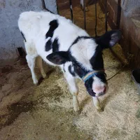 گاو شیری|حیوانات مزرعه|بیستون, |دیوار