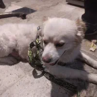 سگ پامر و شیتزو