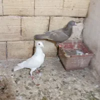 کبوترهفترنگ