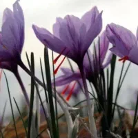 راهنمایی چیدن زعفران