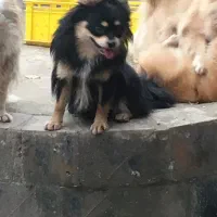 پامر روباهی بلک ان تن  رنگ کمیاب نر|سگ|رشت, حومه رشت|دیوار