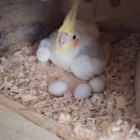 عروس هلندی|پرنده|چابهار, |دیوار