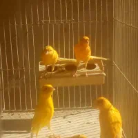 تعدادی قناری|پرنده|مرودشت, ابوذر جنوبی|دیوار