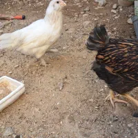 جوجه ایام .بلو.اورنج.جی اس جی .برهما و اراکانا|حیوانات مزرعه|شیراز, شهرک کوشکک|دیوار