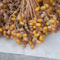 (خرما برای شیره ) قصرشیرین