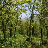 باغ-ویلا