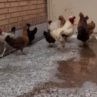 مرغ و خروس