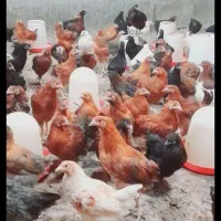 جوجه مرغ خروس ۹۰ روزه
