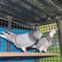 کفتر سرور پرش سنگین دو رقمی|پرنده|ایرانشهر, |دیوار