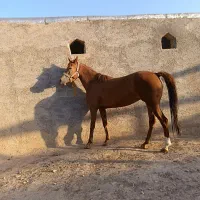 اسب مادیان ۵ ساله|اسب و تجهیزات اسب‌سواری|بزینه رود, |دیوار