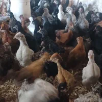 جوجه کاکلی موجوده