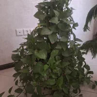 گل طبیعی پیتوس ودیفن باخیا