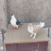 یکجفت کبوتر ساده|پرنده|پاکدشت, پاکدشت (مامازند)|دیوار