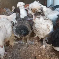 سلطان لهستان|حیوانات مزرعه|مشگین شهر, |دیوار