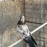 ماده|پرنده|ساوه, |دیوار