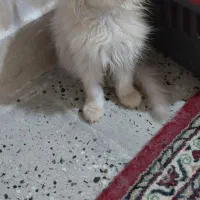 گربه گلد|گربه|تهران, شیخ هادی|دیوار