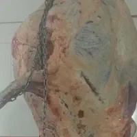 گاو گوساله افتاده|حیوانات مزرعه|ایجرود, |دیوار