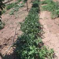 باغ ویلا تاکستان شهرک اک|فروش خانه و ویلا|اسفرورین, |دیوار