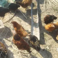 مرغ پنج ماهه|حیوانات مزرعه|بندر گناوه, |دیوار