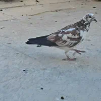 فروش سه عدد کبوتر|پرنده|اصفهان, طامه|دیوار