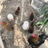 حیوانات مزرعه|حیوانات مزرعه|ماسال, |دیوار