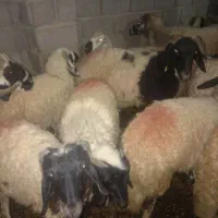 میش شاخی با چند تا کاور آبستن،|حیوانات مزرعه|زرند, |دیوار