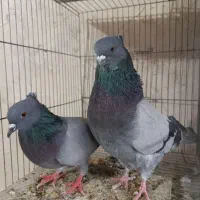 کبوتر گوی|پرنده|جلفا, |دیوار