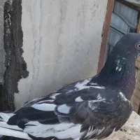 کبوتر پاکستانی
