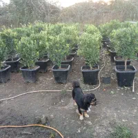 فتونیا و انواع گل|خدمات باغبانی و درختکاری|واجارگاه, |دیوار