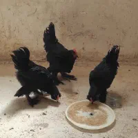 مرغ خروس زینتی مرندی اصل