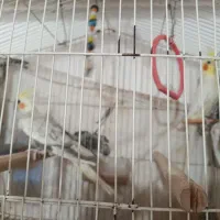 یک جفت عروس هلندی به فروش می رسد