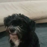 واگذاری سگ شیتزو فقط به خانوم